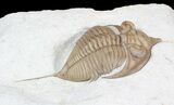 Huntonia Lingulifer (Rare Species) - Oklahoma #62926-2